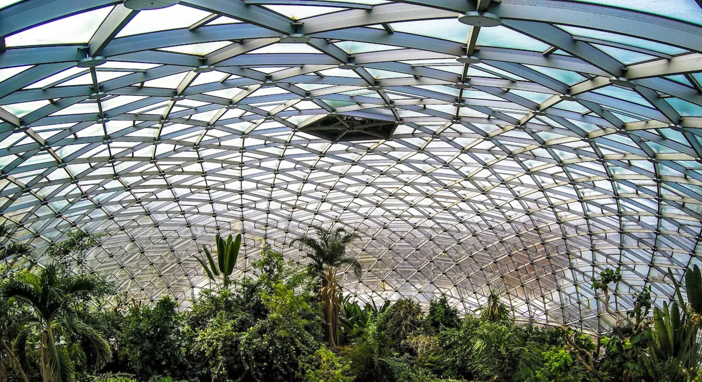 The geodesic dome arching over the Climatron's rainforest canopy.