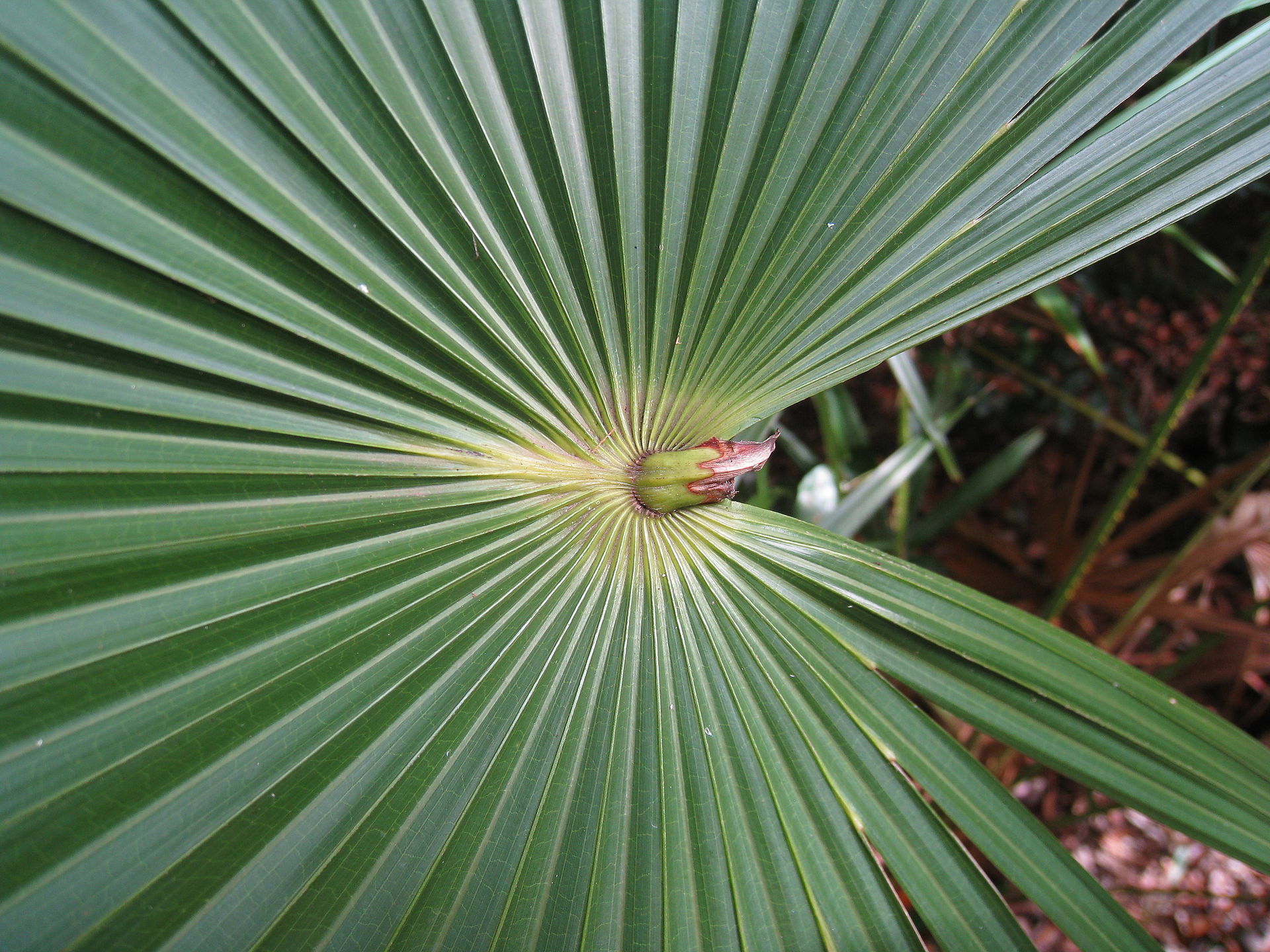 _Livistona_ palm fronds backlit by glasshouse glass