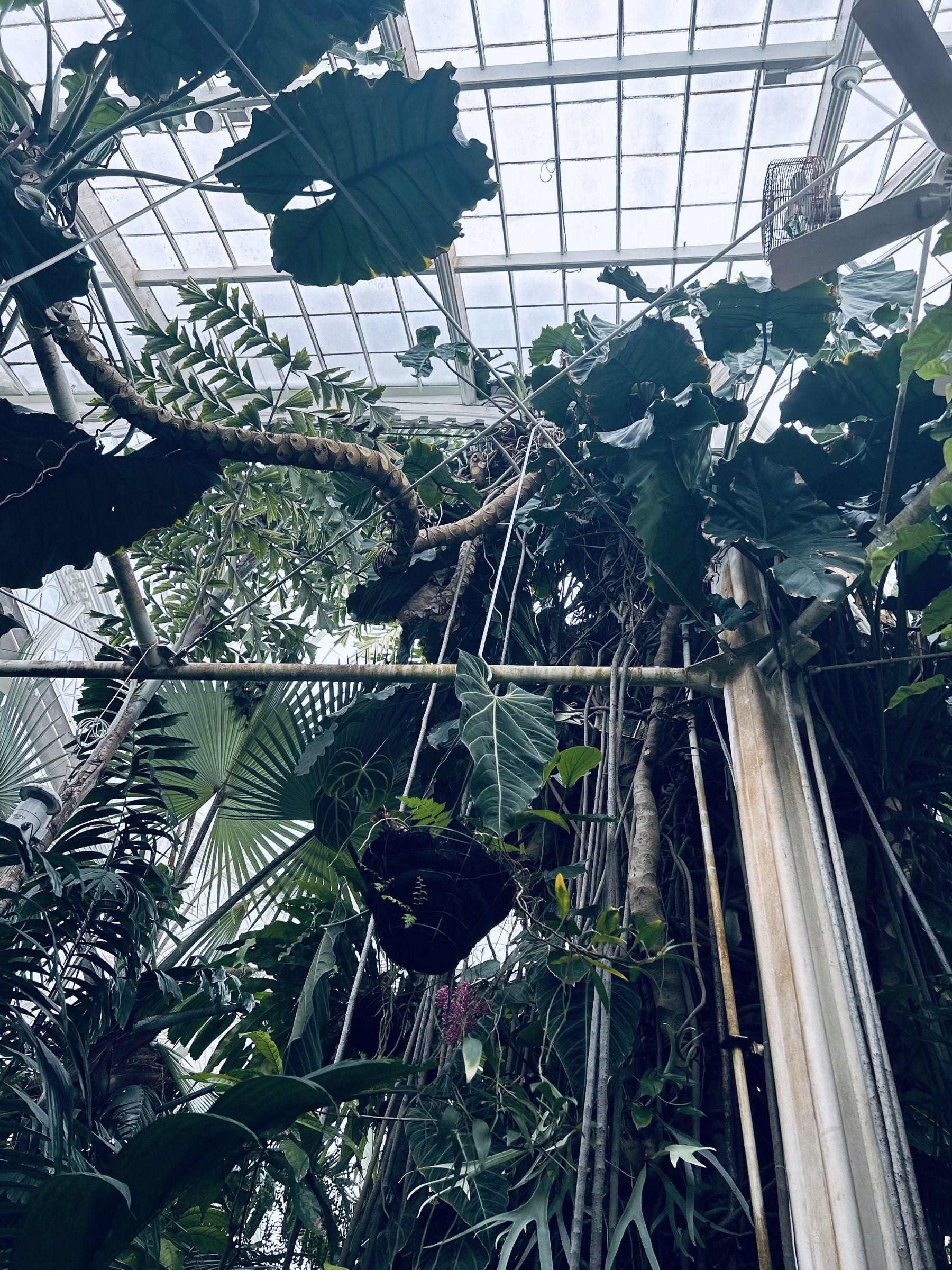 A philodendron vine over 120 years old, reaching the glasshouse roof.