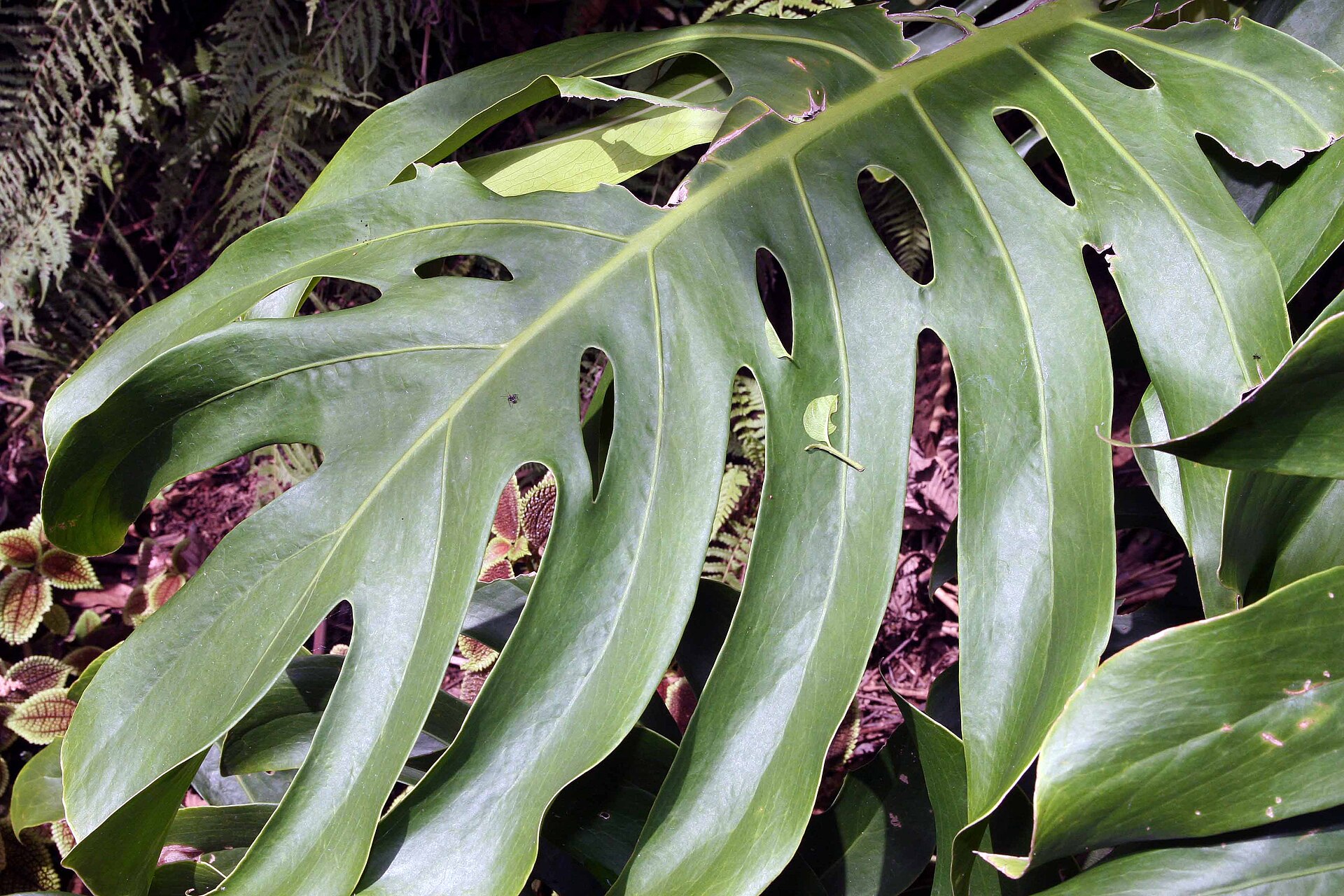 _Monstera_ foliage backlit beneath the conservatory's tropical rainforest canopy.