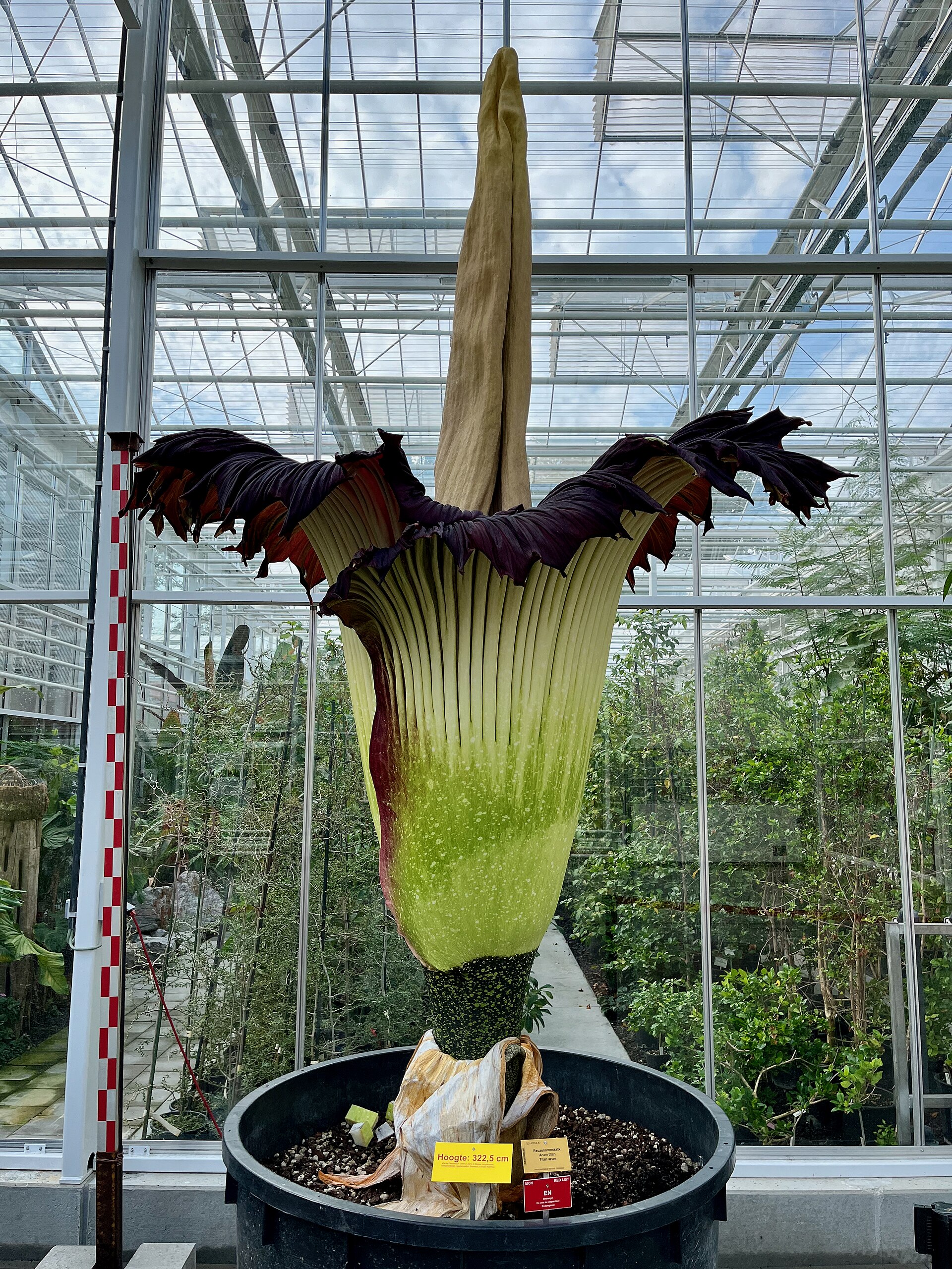 _Amorphophallus titanum_ spathe and spadix in the Princess of Wales Conservatory.