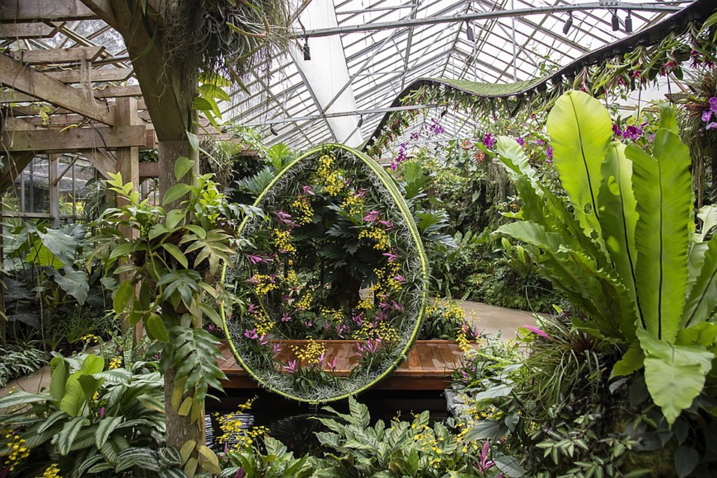 Orchids and epiphytes in the Selby conservatory.