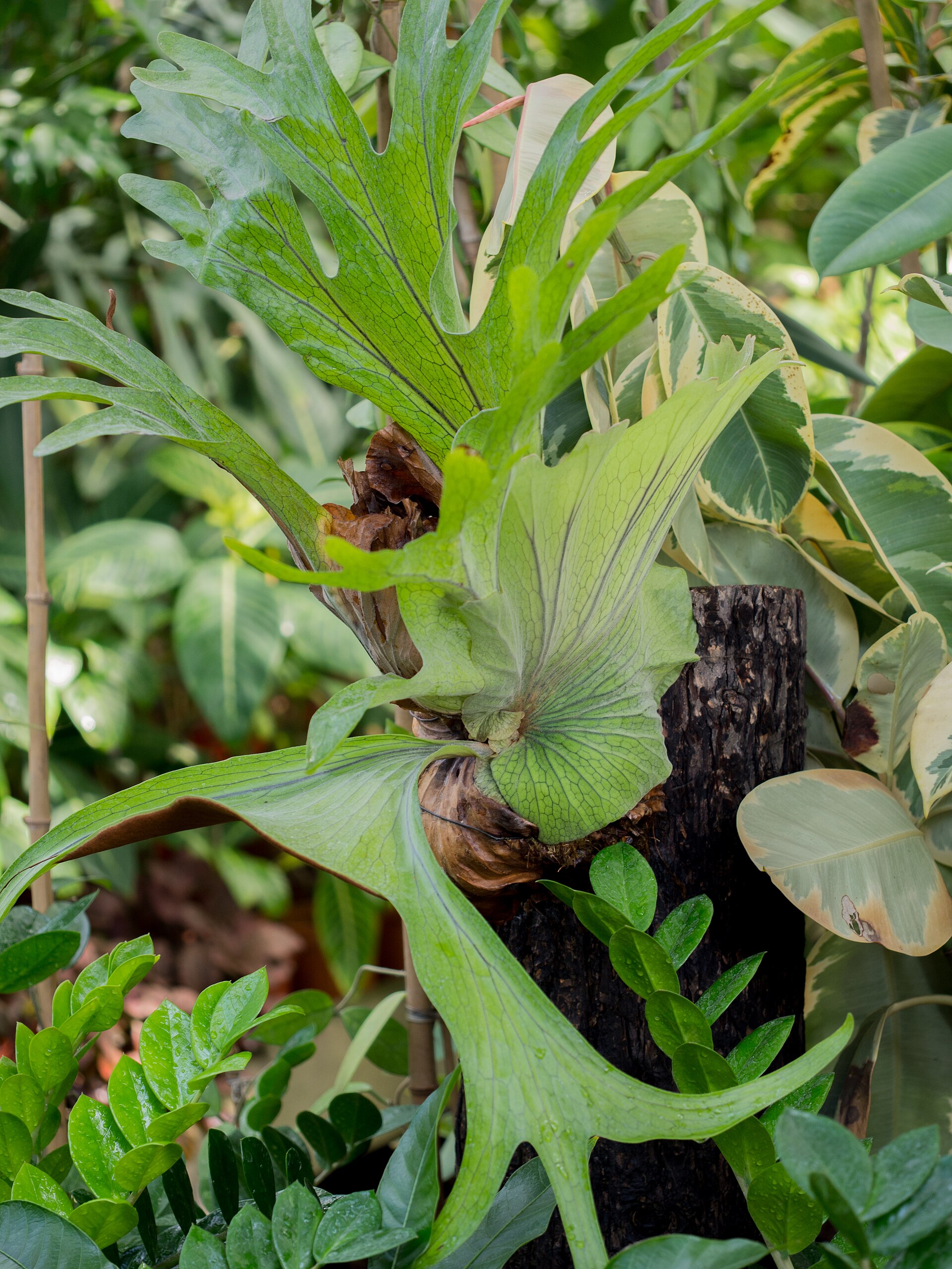 Staghorn fern cascading from a mature palm trunk at Nong Nooch.