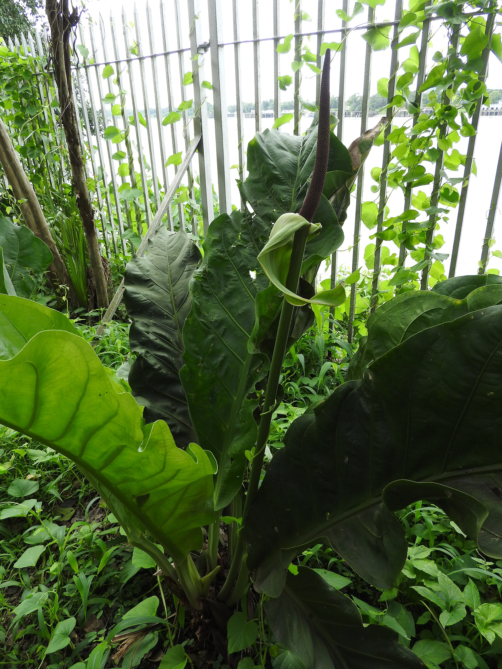 Anthurium leaf with deep silver venation, Allerton Garden.