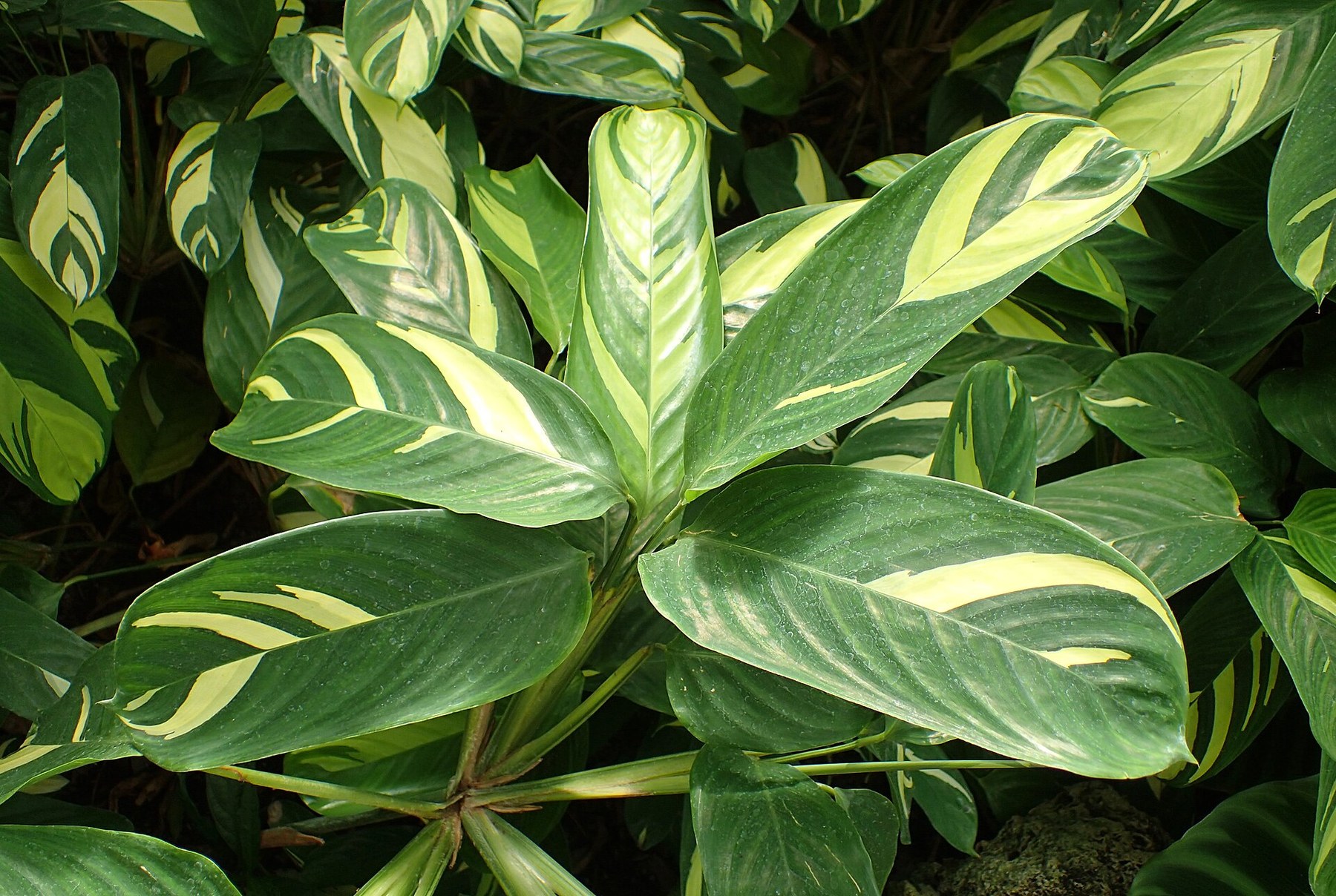 Variegated Ctenanthe foliage seen from above.