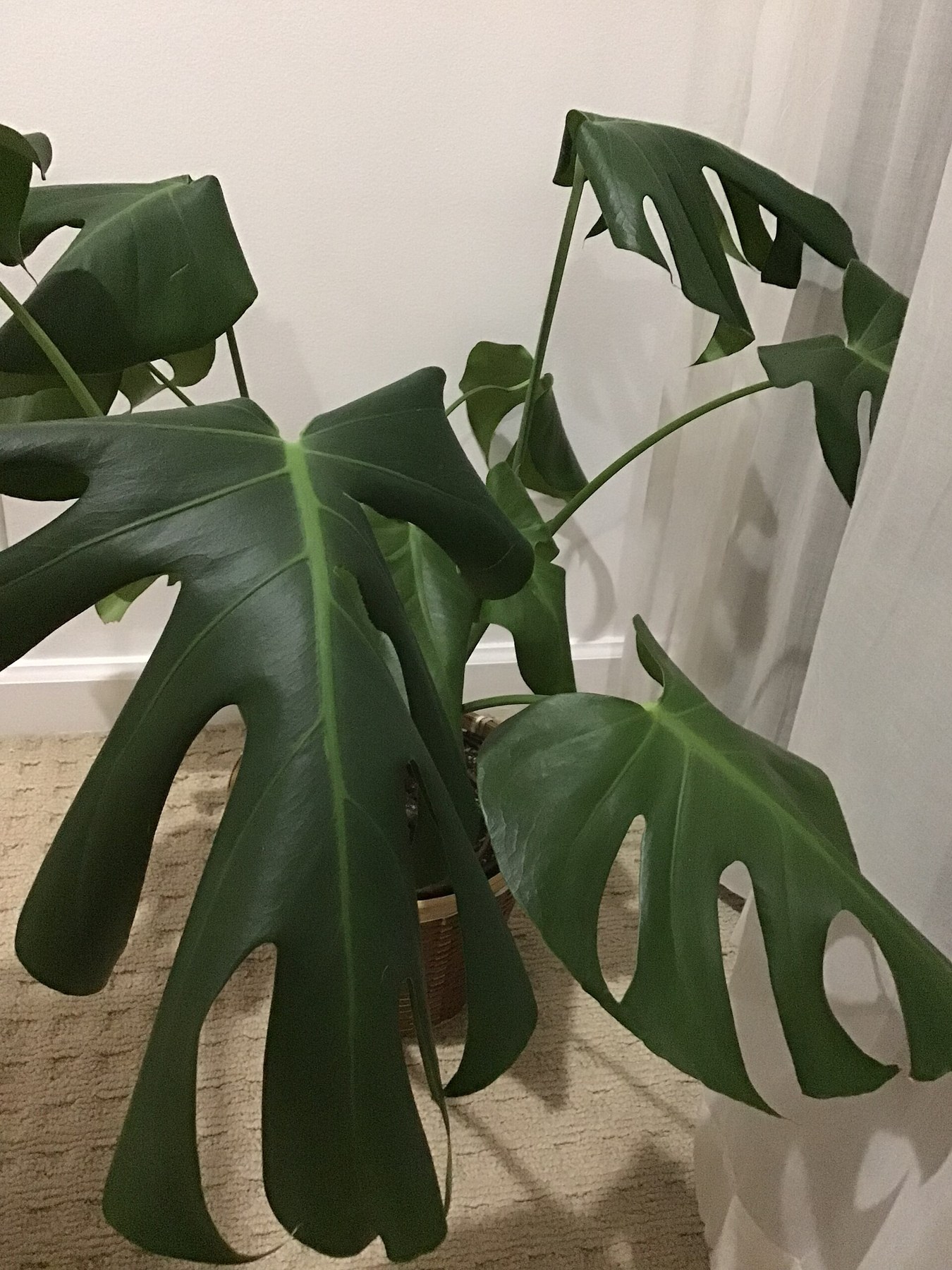 A potted _Monstera deliciosa_ settled in beside a window.