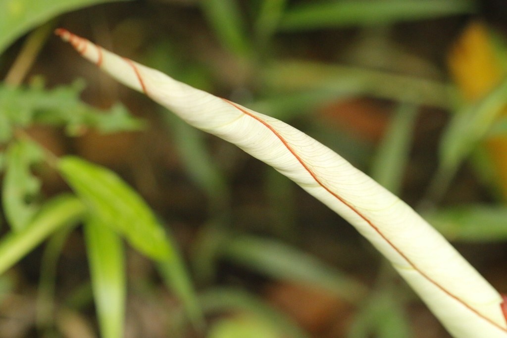 Philodendron gloriosum at home, in the dirt of its origin.