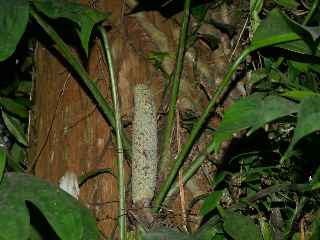 Epipremnum pinnatum mature — the holes only show with the climb.