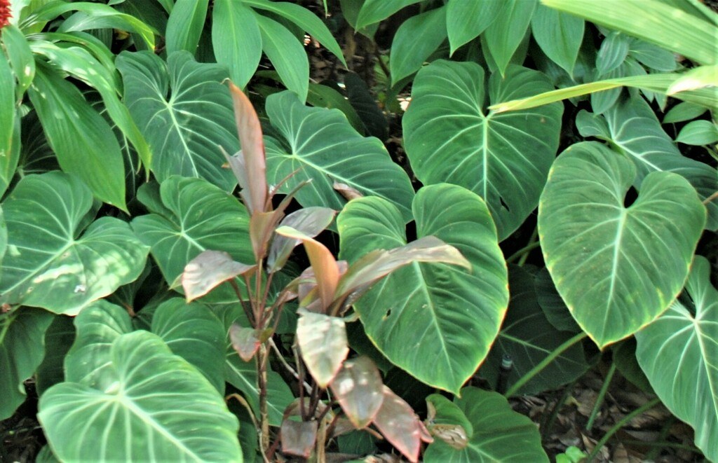 A Philodendron seedling, the lineage starting over.