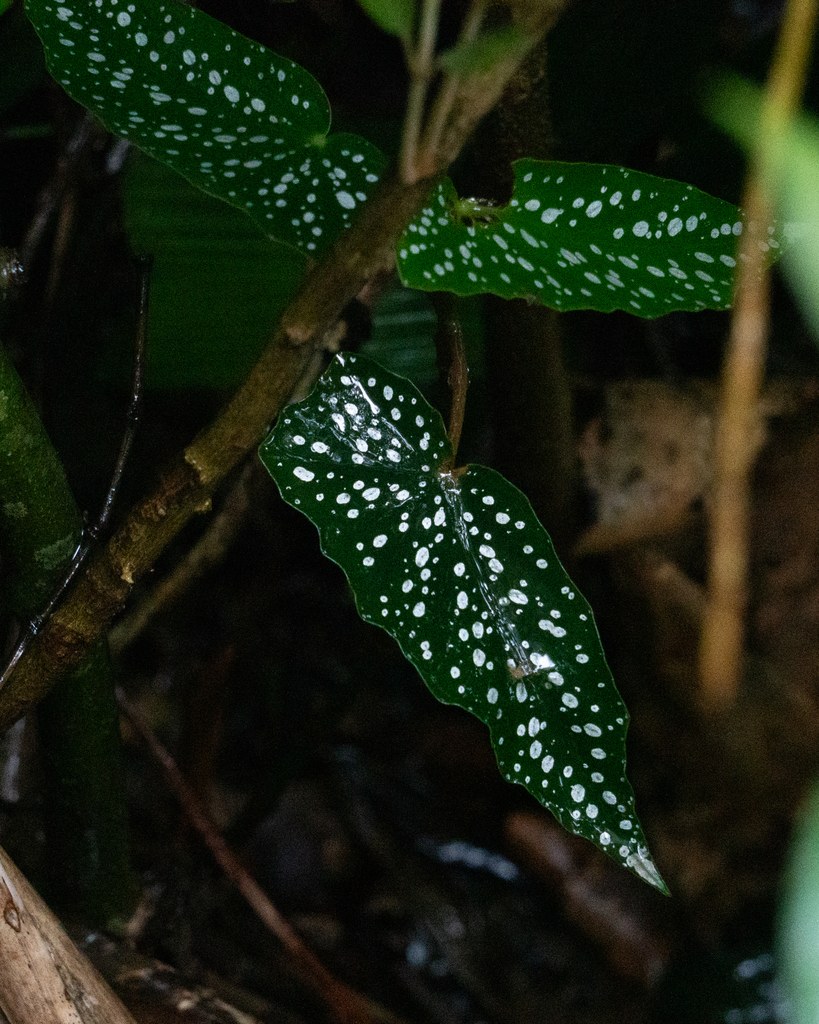Asymmetric begonia leaf photographed in the wild