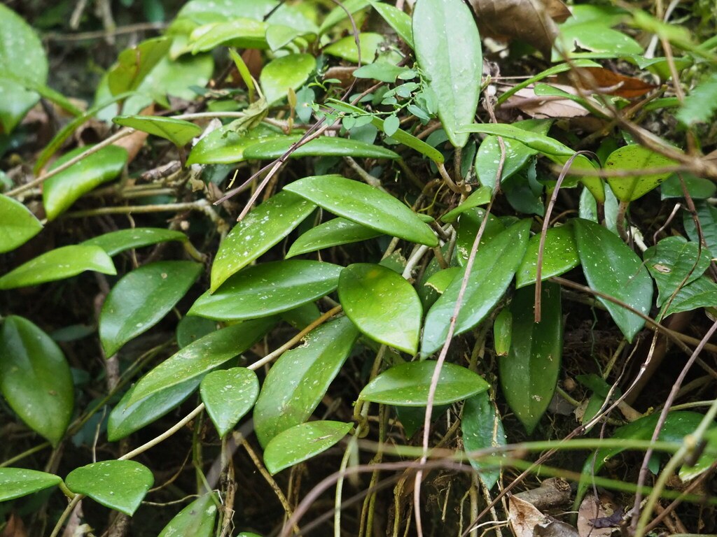 Thick waxy Hoya leaves on a trailing vine
