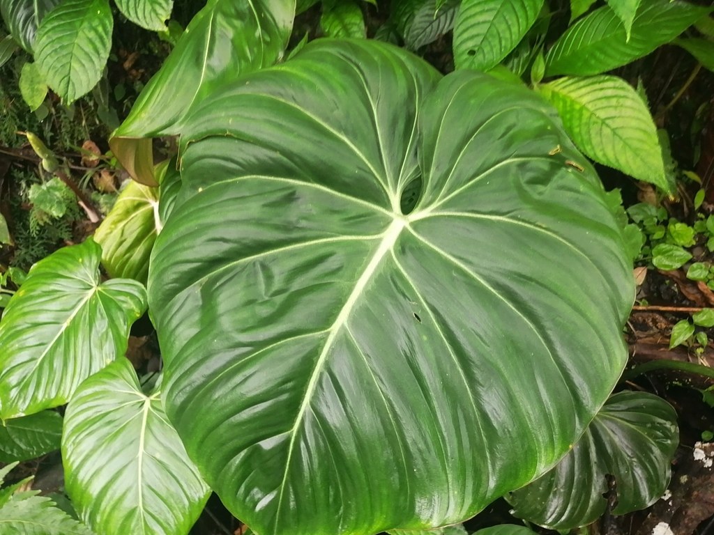Heart-shaped philodendron foliage and prominent veining