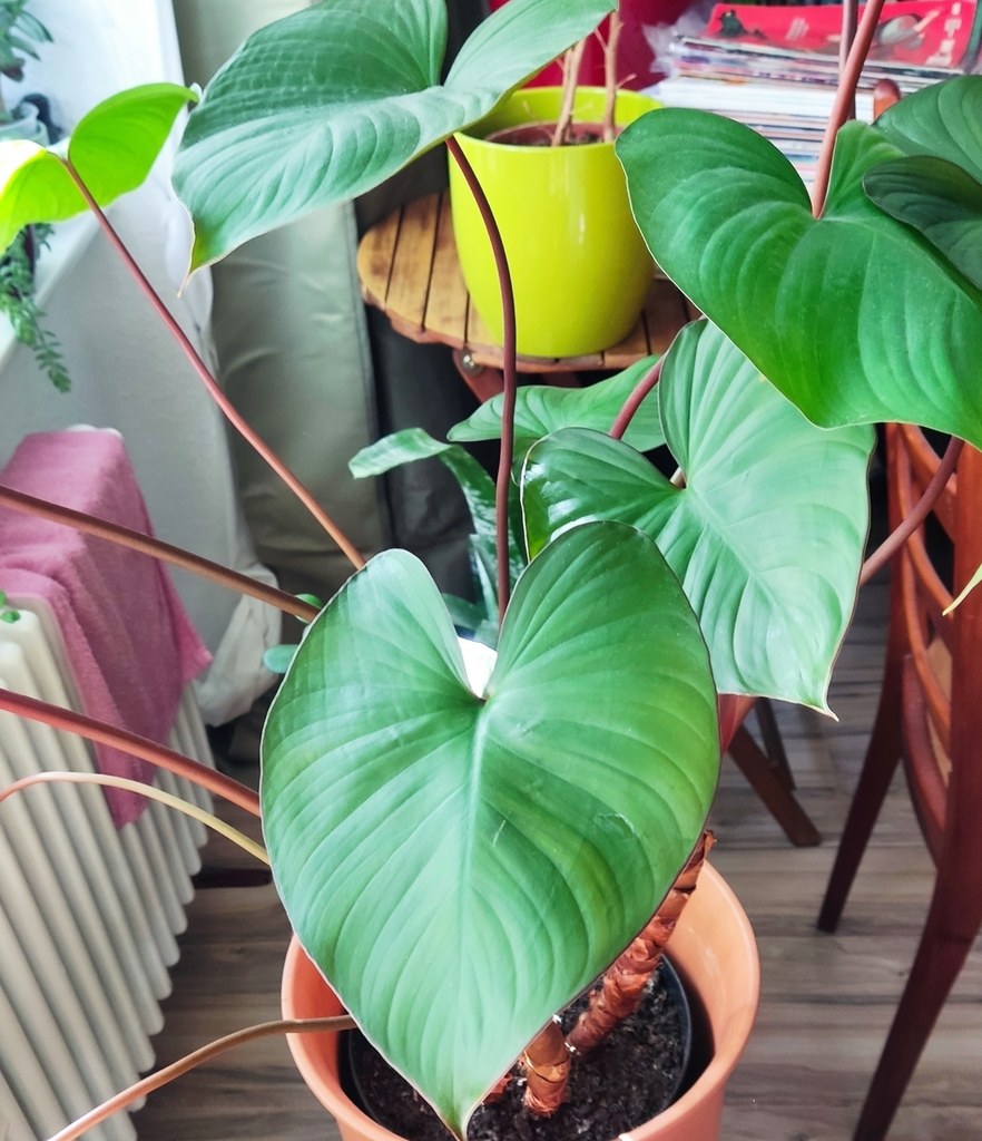 A Homalomena leaf, the genus most collectors skip.