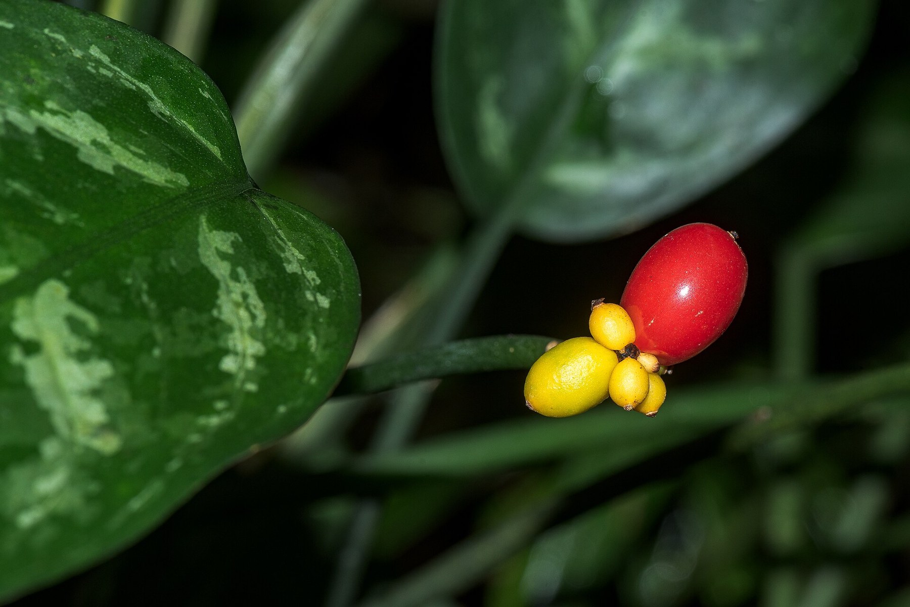 Ripe red and yellow berries beside silver-splashed leaves.