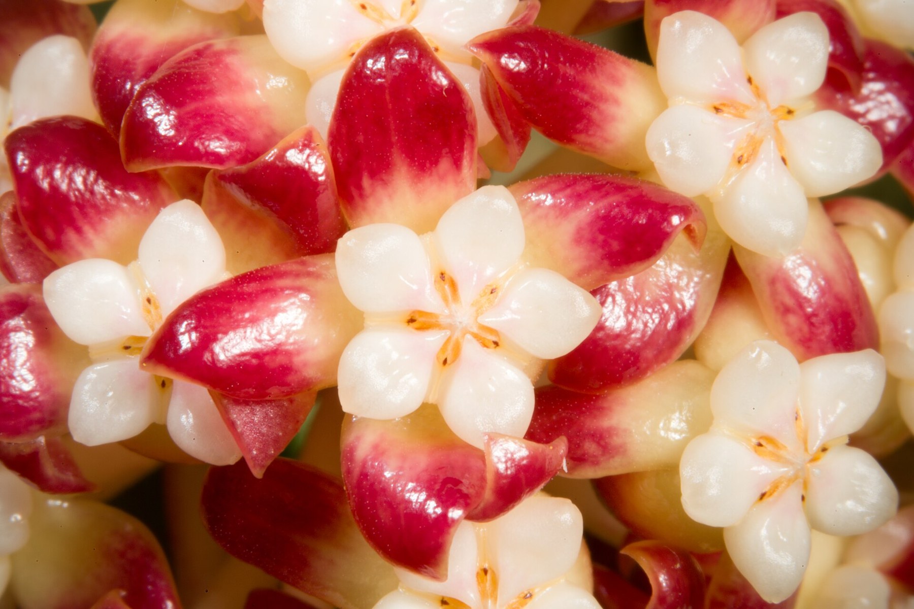 A Hoya inflorescence, its red-tipped flowers fully open.