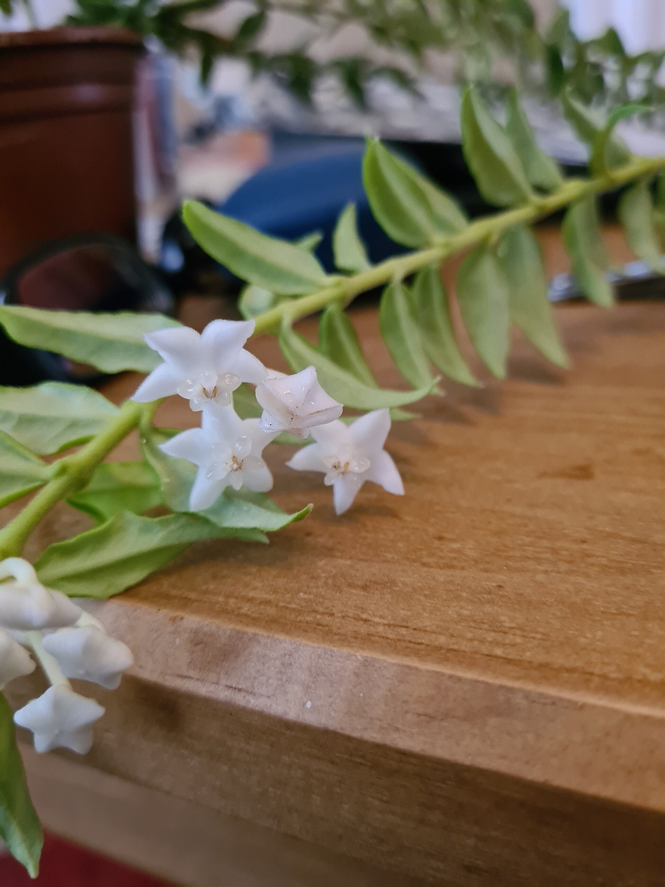 A Hoya umbel of white star flowers on trailing foliage.
