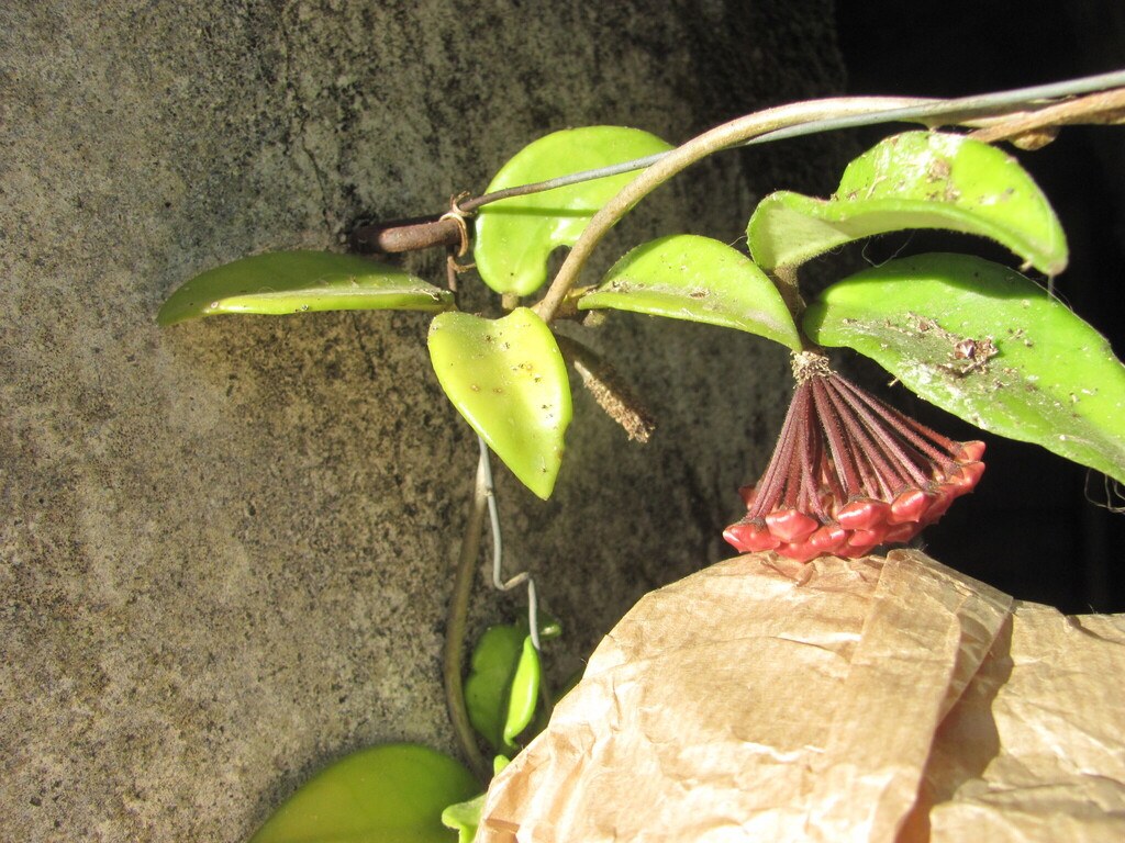 Hoya carnosa in bloom, the umbel the genus is named for.