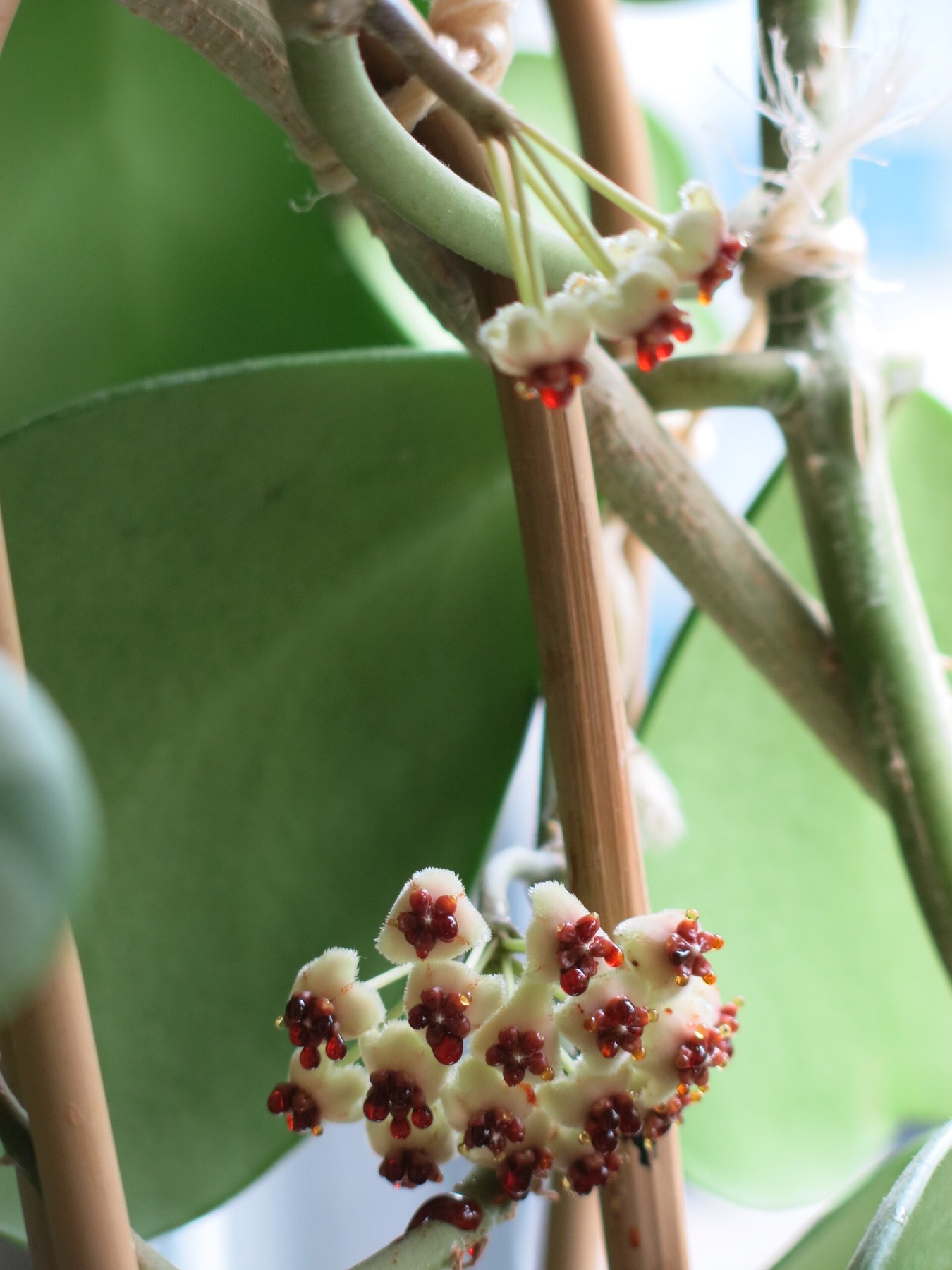 A fuzzy cream-and-red cluster of Hoya kerrii flowers.