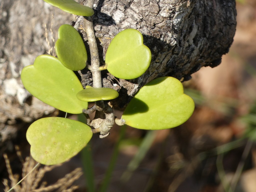 A Hoya leaf, the ID start before anything else.