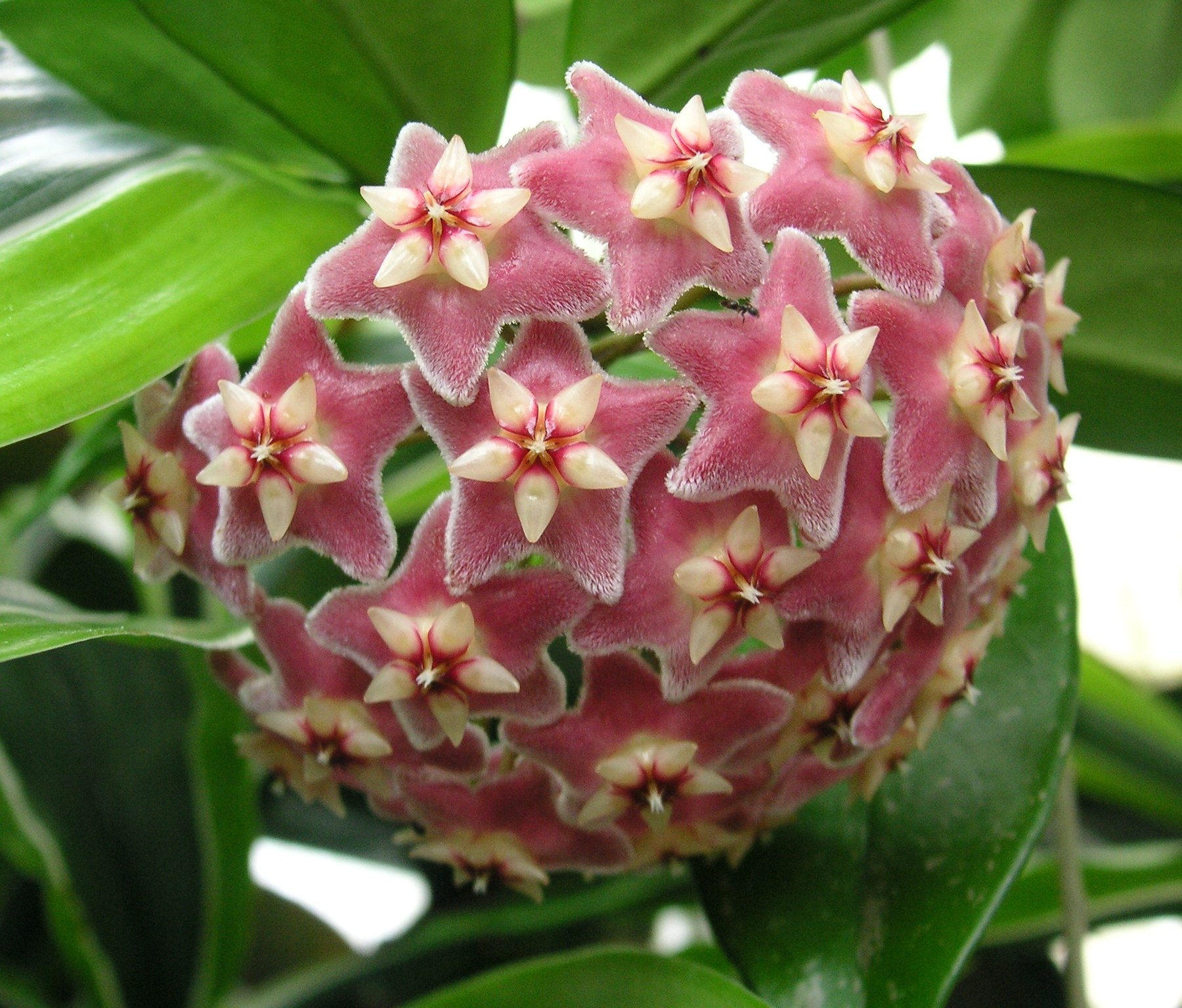 A full umbel of pink _pubicalyx_ flowers.