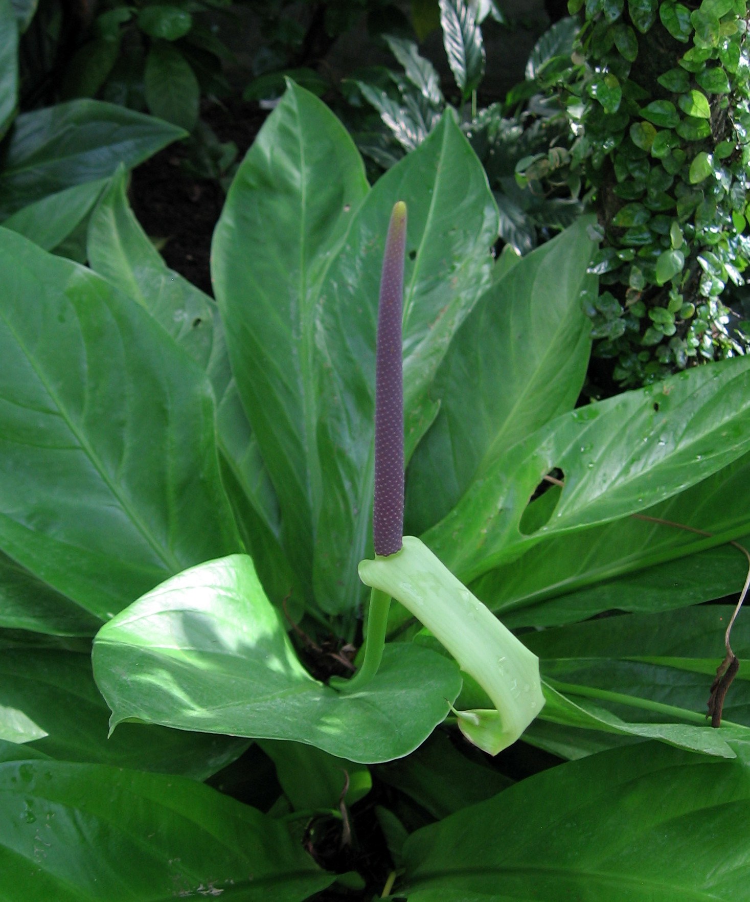 An aroid in bloom, purple spadix above broad green leaves.