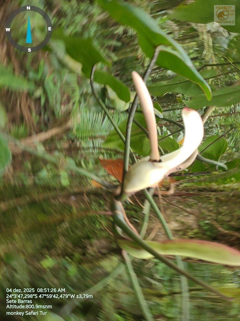 A Philodendron specimen — the kind that becomes the cutting.