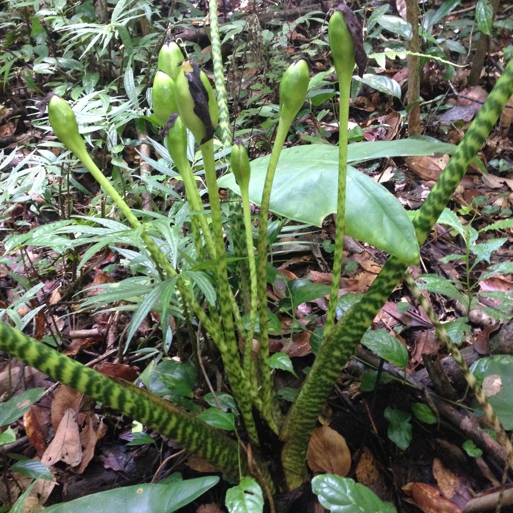An Alocasia in late forest light, the shadow it likes.