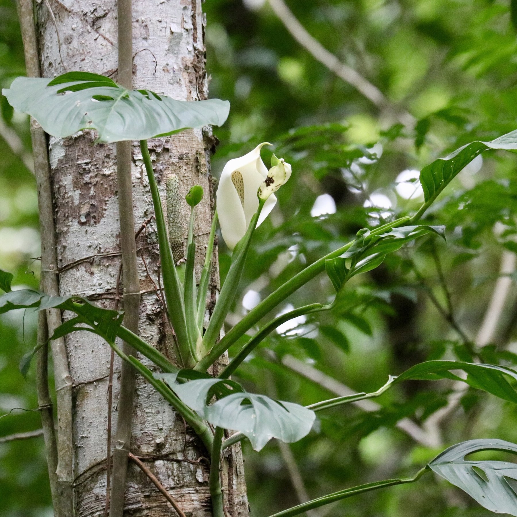 _Monstera adansonii_ flowering as it climbs a wild trunk.
