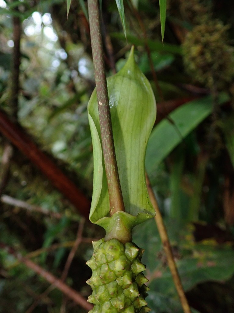 A Monstera inflorescence opening in the forest.