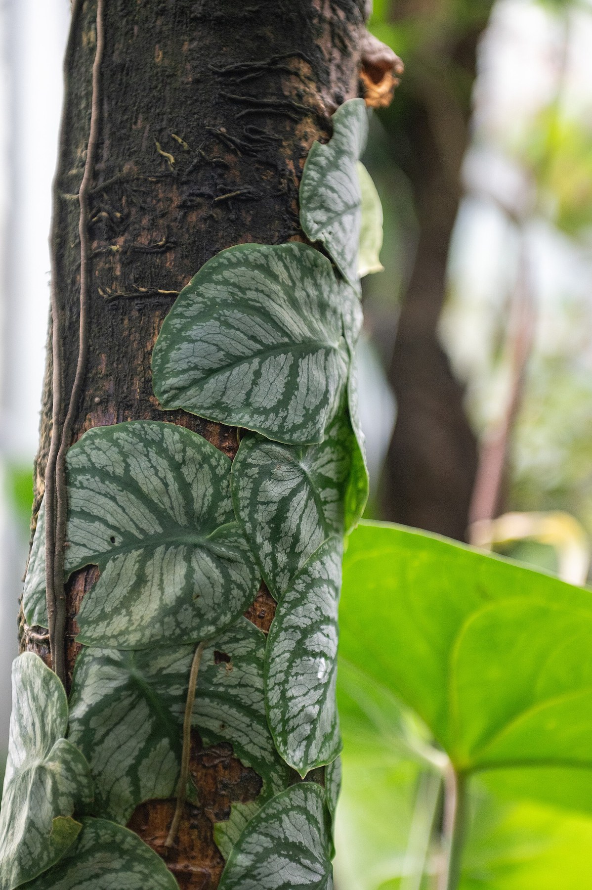 Juvenile dubia shingling up a tree trunk.