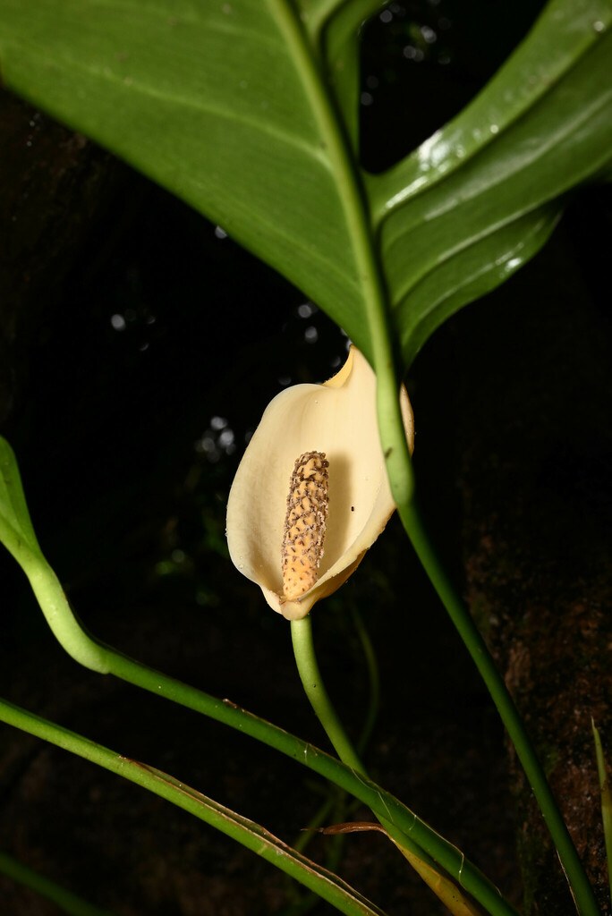Monstera obliqua in the wild — all hole, almost no leaf.