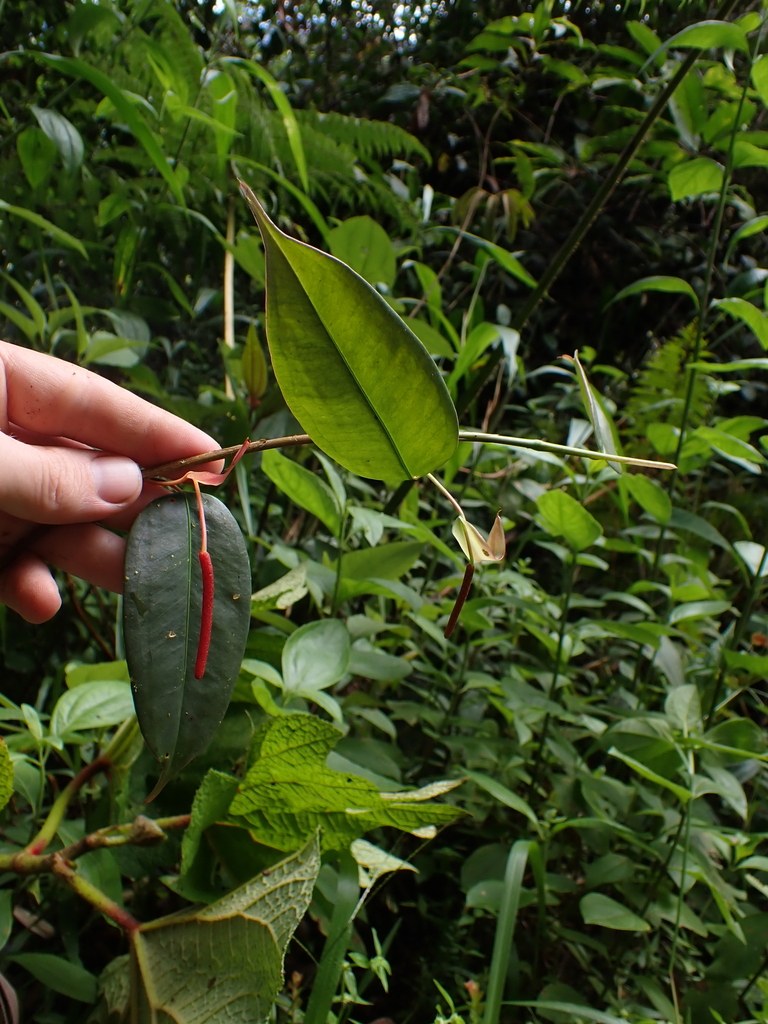 Juvenile silver leaves on a cork-mounted siltepecana.
