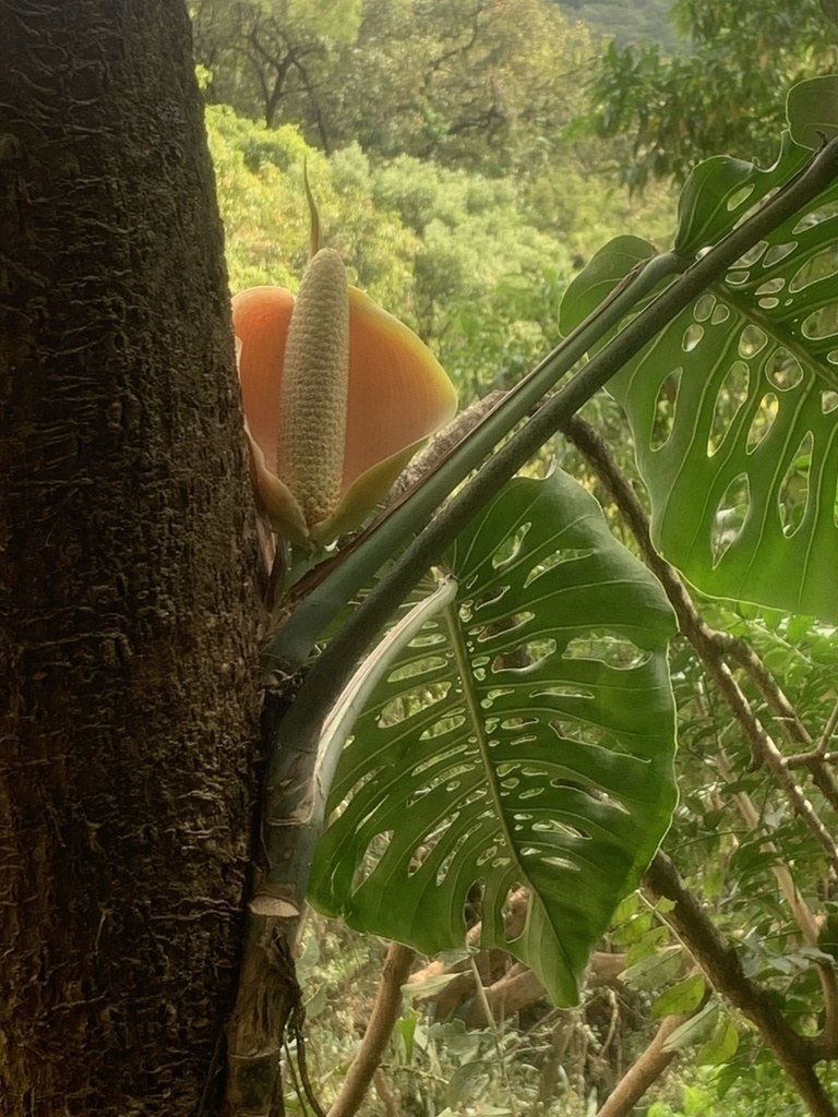A mature siltepecana in habitat: fenestrated leaf and orange spathe.