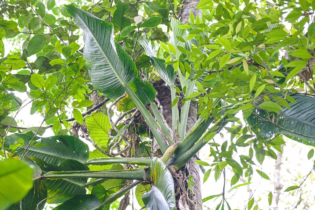 A wild Monstera standleyana climbing a forest trunk.