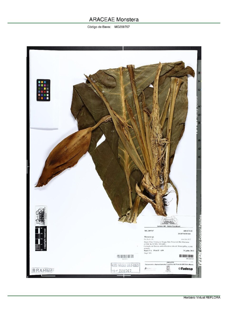 Wild Rhaphidophora tetrasperma leaves showing natural fenestration