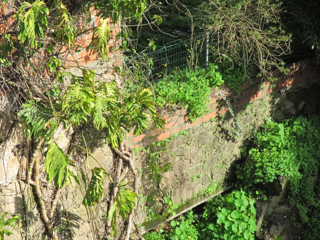 A variegated Monstera in habitat, the chimera holding.