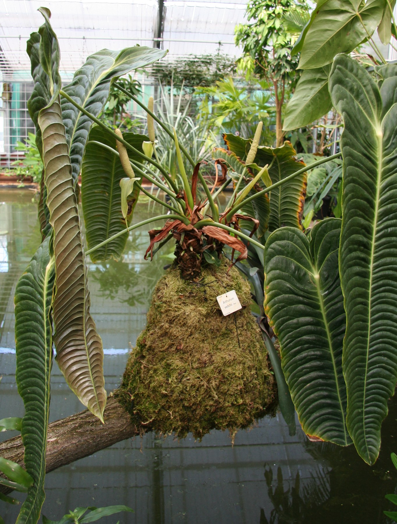 A long-leaved aroid mounted on moss in a glasshouse.