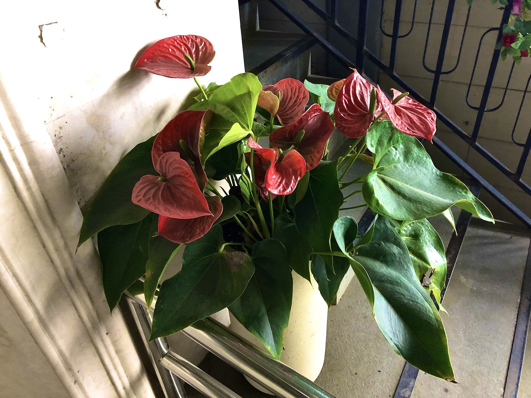A potted red anthurium flowering on a balcony.