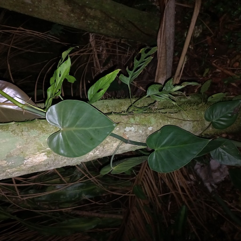 Philodendron hederaceum, climbing what was nearest.