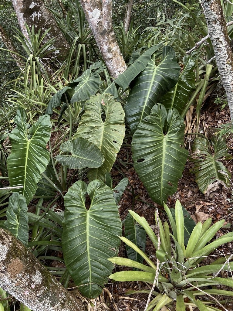 Dark elongated leaf with pronounced white venation