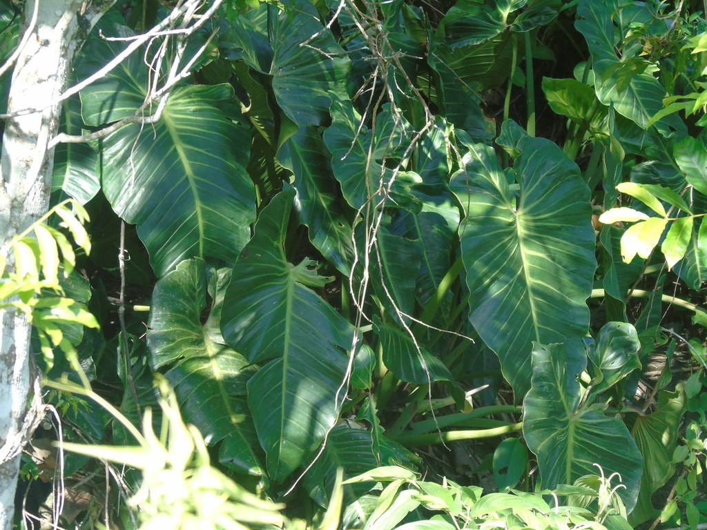 Silver Lines: Growing Philodendron bernardopazii and Its Kin