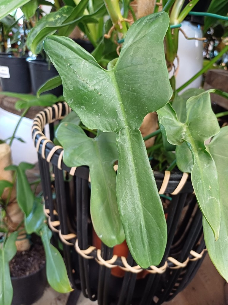 Lobed mature leaves of a potted _Philodendron bipennifolium_.