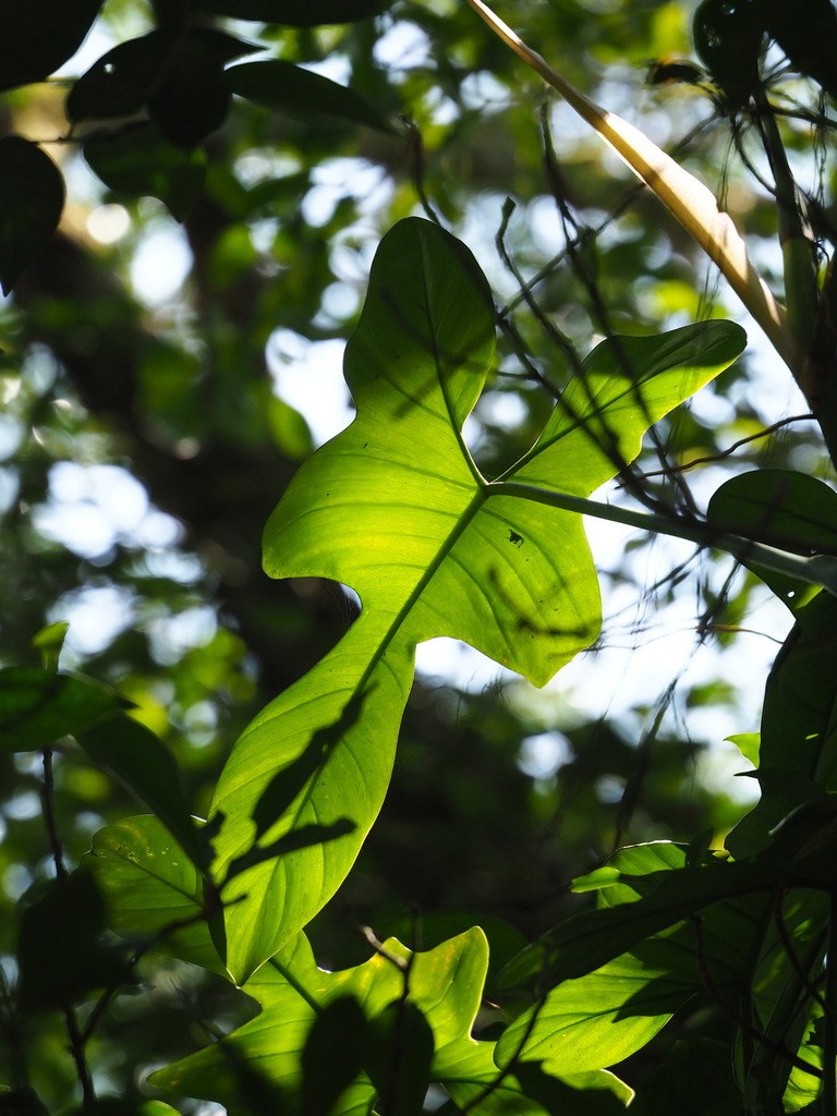 Philodendron bipennifolium: Growing the Fiddleleaf