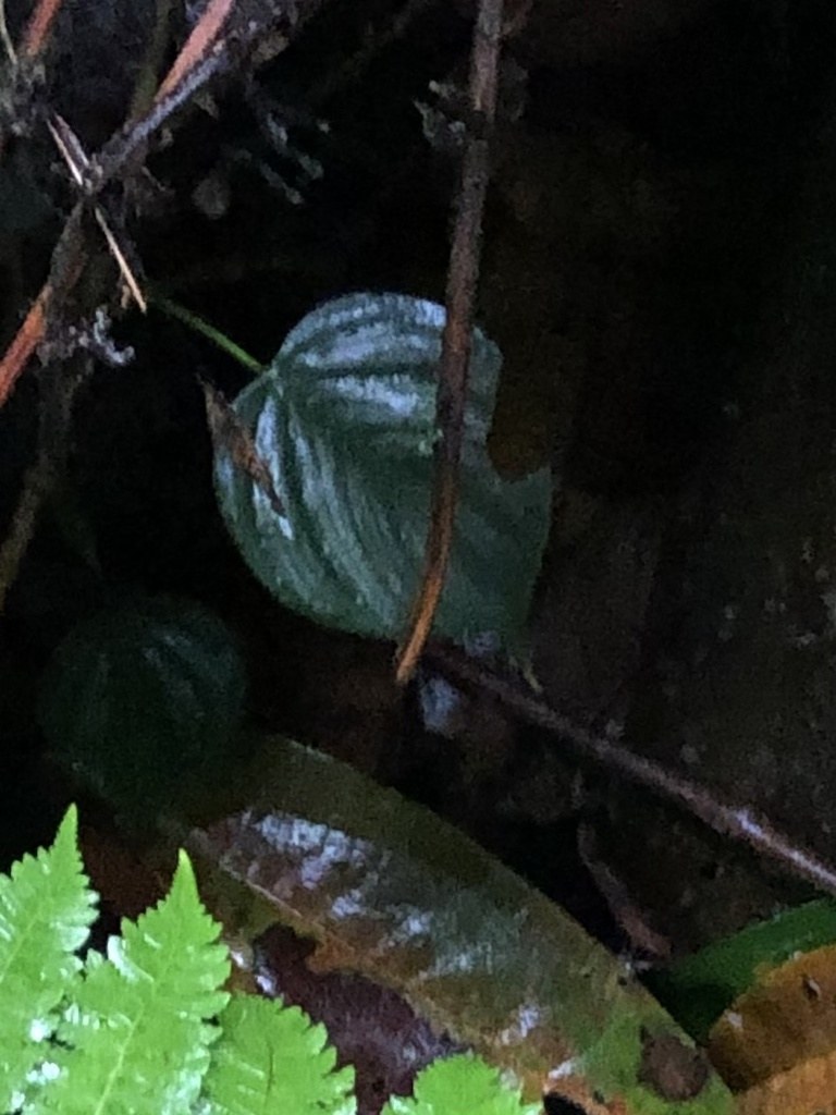 Silver-marked _Philodendron brandtianum_ leaves on the forest floor.