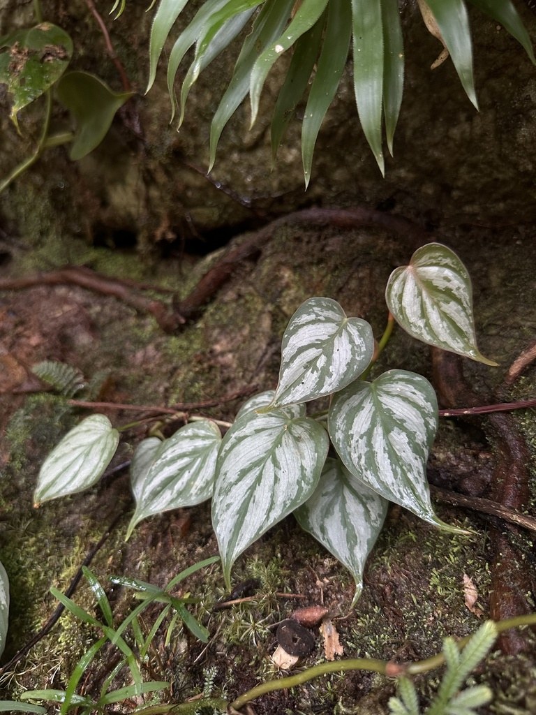 Philodendron brandtianum, the Silver-Patterned Climber
