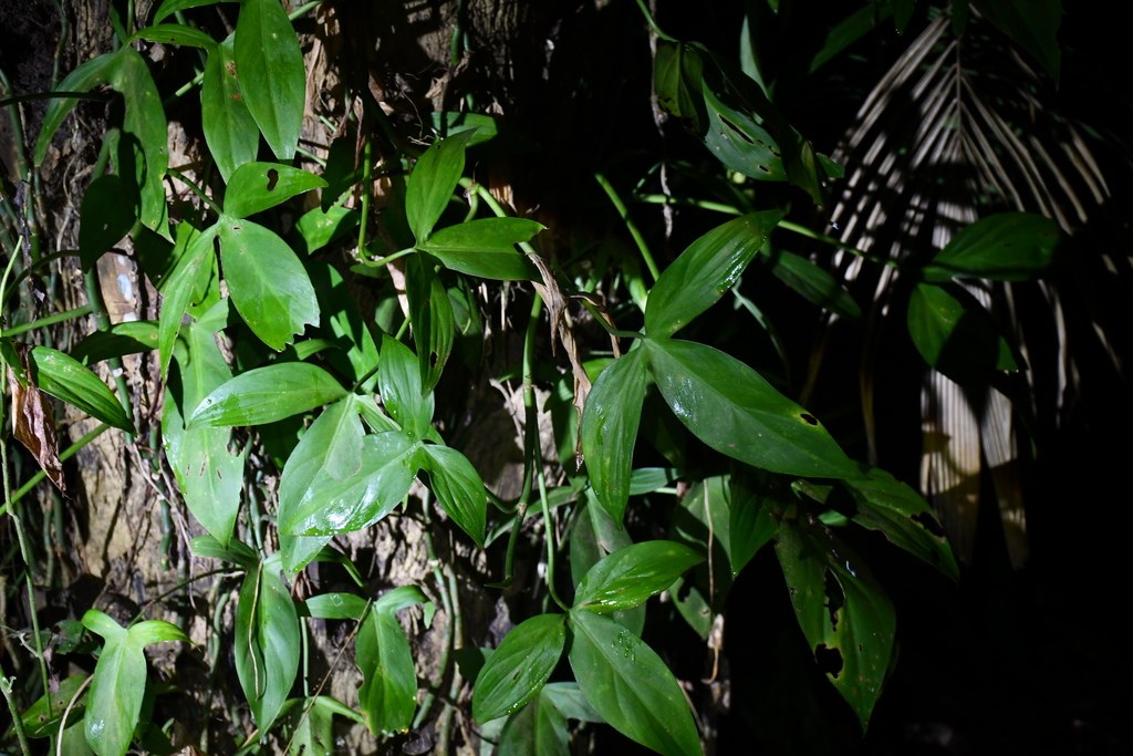 A _Philodendron camposportoanum_ vine climbing a tree trunk.