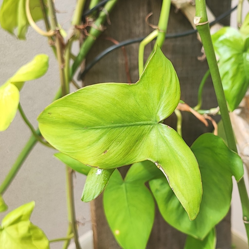 Philodendron camposportoanum: Care and the Three-Leaf Trick