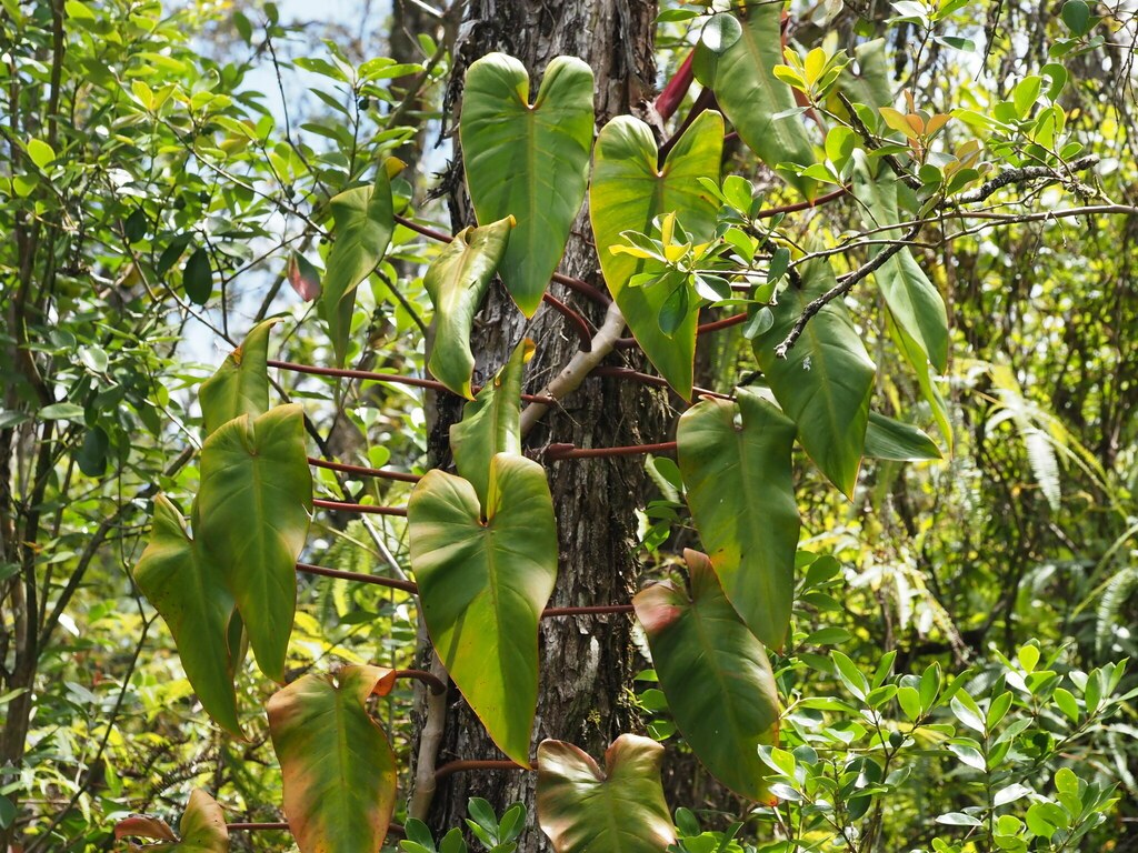 A red-stemmed _Philodendron erubescens_ climbing a tree trunk.