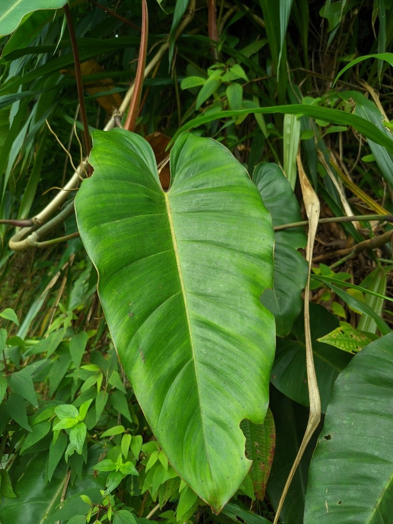 Philodendron erubescens and Its Red-Stem Heritage
