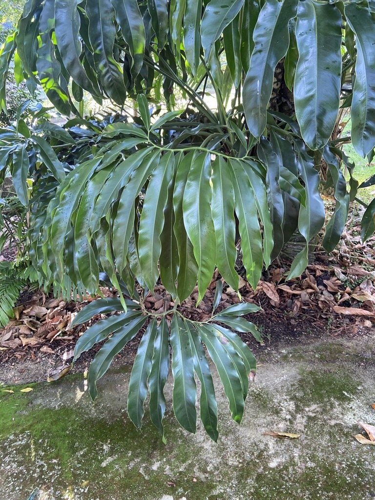 Philodendron goeldii Care: The Finger-Leaf Whorl